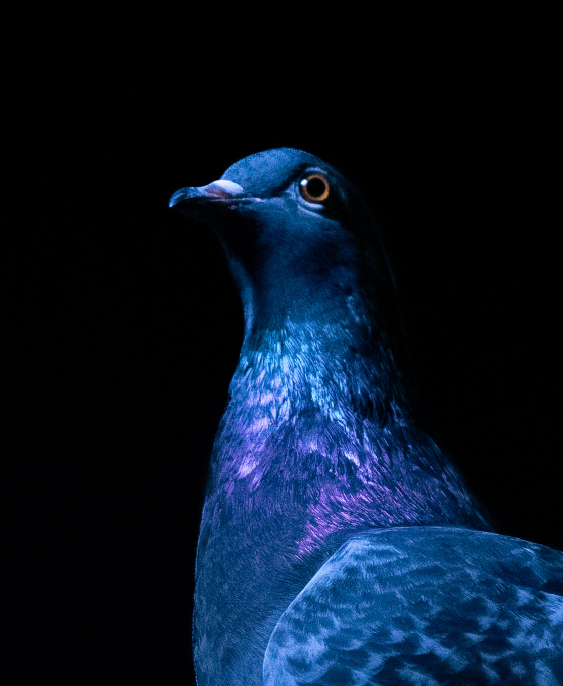 Primrose the pigeon